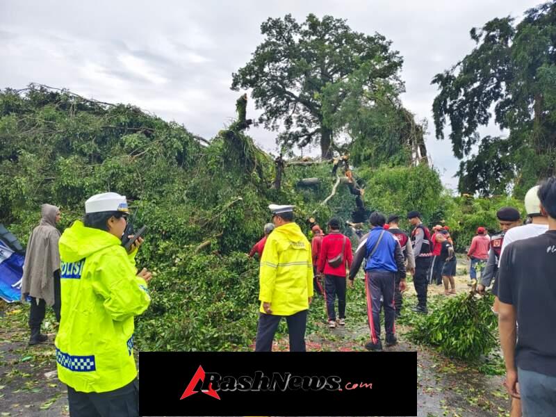 Gerak Cepat Polres Badung dan Polsek Mengwi Tangani Pohon Tumbang di Jalur Denpasar–Singaraja