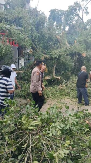 Pohon Beringin Raksasa Tumbang di Jalan Suweta Ubud, Timpa Bangunan dan Dua Unit Mobil