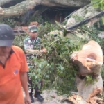 Danramil 1616-02/Ubud Turun Langsung Bersama Babinsa Atasi Dampak Hujan dan Angin Kencang di Ubud