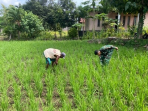 Babinsa Desa Pido Bantu Petani Bersihkan Lahan Sawah di Waisika