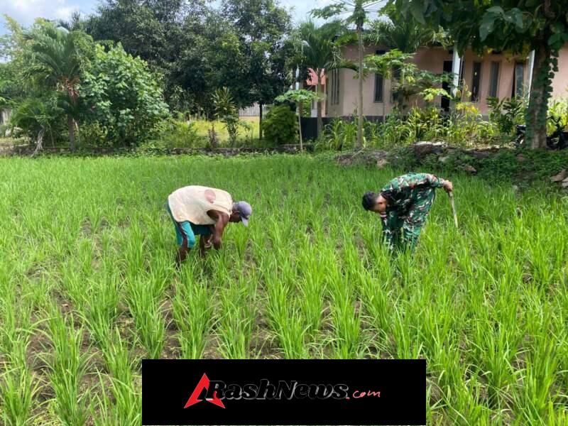 Babinsa Desa Pido Bantu Petani Bersihkan Lahan Sawah di Waisika