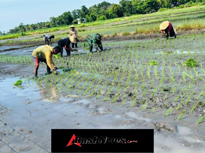 Babinsa Kodim 1601/Sumba Timur Aktif Bantu Petani di Kecamatan Pahunga Lodu