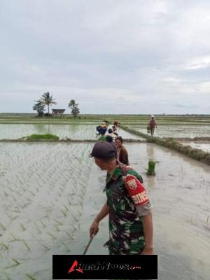 Dari Seragam ke Sawah: Aksi Babinsa Panite Dampingi Petani Desa Bena.