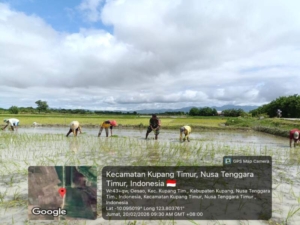 Babinsa Koramil Camplong Dampingi Petani Babau Menanam