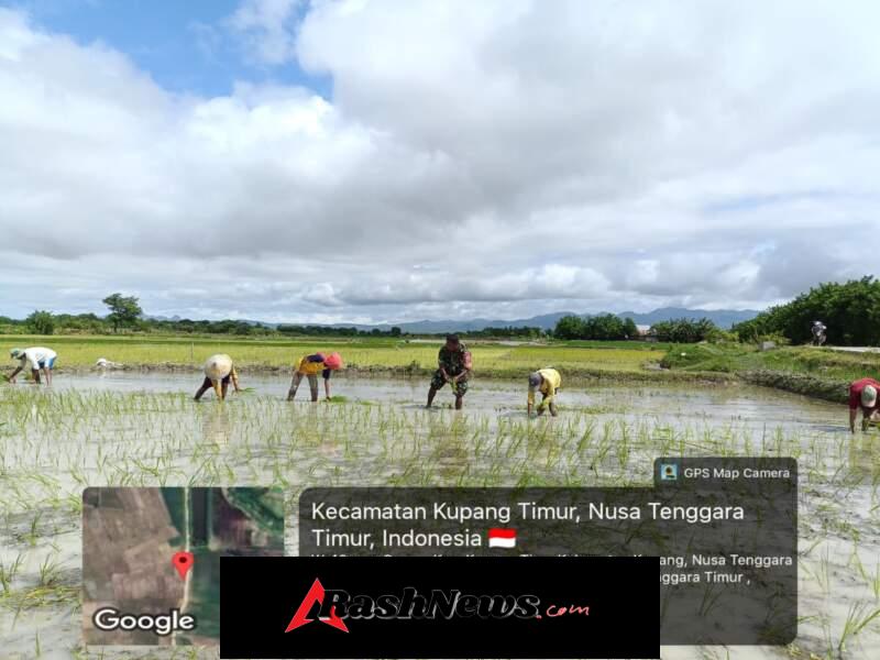 Babinsa Koramil Camplong Dampingi Petani Babau Menanam