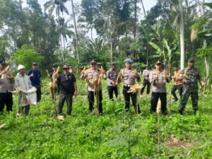 Polsek Tegallalang Dukung Asta Cita Presiden RI, Panen Jagung 400 Kg di Desa Pupuan