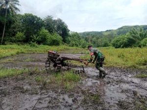 Wujud Kepedulian, Pratu Denis Nderu Peta Dampingi Petani Olah Sawah di Tabundung