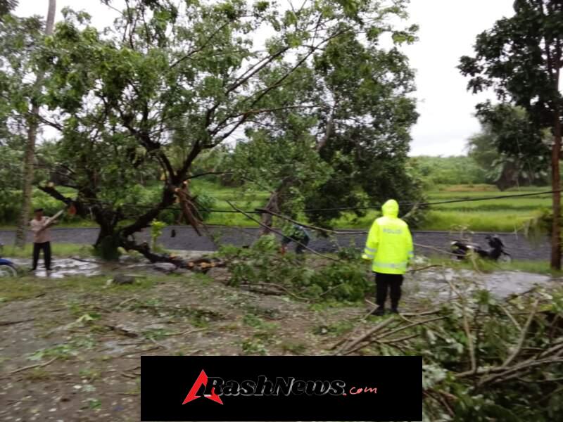 Gerak Cepat Piket UKL, Pohon Tumbang di Darmasaba Berhasil Dievakuasi