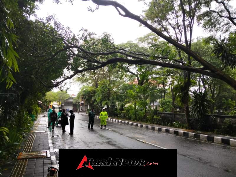 Polsek Denpasar Barat Bersama Instansi Tekait Tangani Pohon Tumbang di Jalan Gunung Batukaru Denpasar