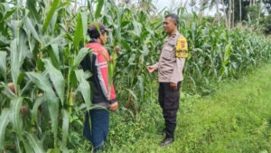 Sinergitas Polri dan Petani dalam Mendukung Ketahanan Pangan Nasional melalui Optimalisasi Perawatan Tanaman Jagung di Wilayah Susut