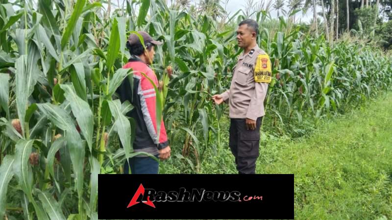 Sinergitas Polri dan Petani dalam Mendukung Ketahanan Pangan Nasional melalui Optimalisasi Perawatan Tanaman Jagung di Wilayah Susut