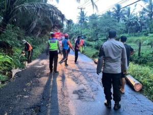 Respons Cepat Tim BPBD Klungkung Bersama Polsek Banjarangkan Atasi Pohon Kelapa Tumbang Akibat Cuaca Ekstrem