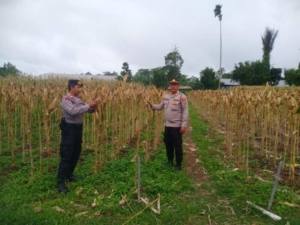 POLSEK SUSUT LAKSANAKAN PEMANTAUAN DAN PENGAWASAN TANAMAN JAGUNG, DUKUNG PROGRAM KETAHANAN PANGAN PEMERINTAH