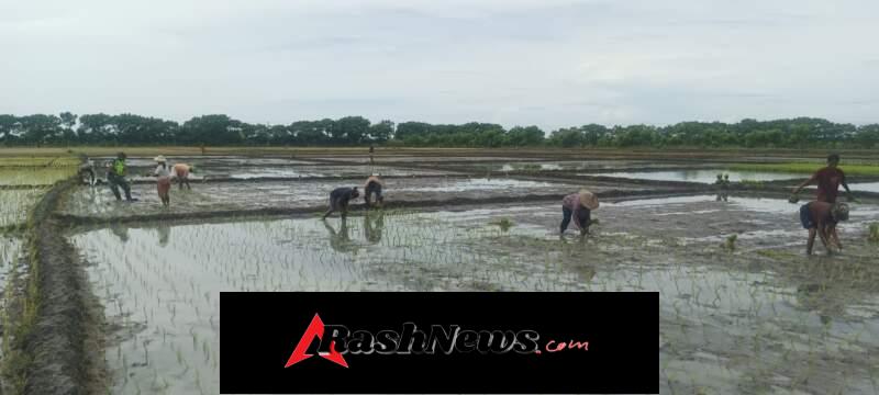 Wujud Kepedulian TNI, Babinsa Koramil 03/Pahunga Lodu Dampingi Petani