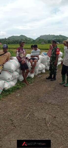 Dukung Ketahanan Pangan, Babinsa Dampingi Petani Desa Bara