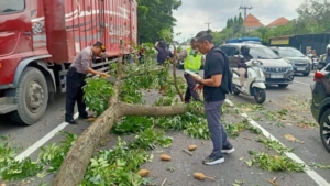 BPBD dan Polsek Dentim Evakuasi Truk Kontainer yang Tabrak Pohon di Jl. IB. Mantra