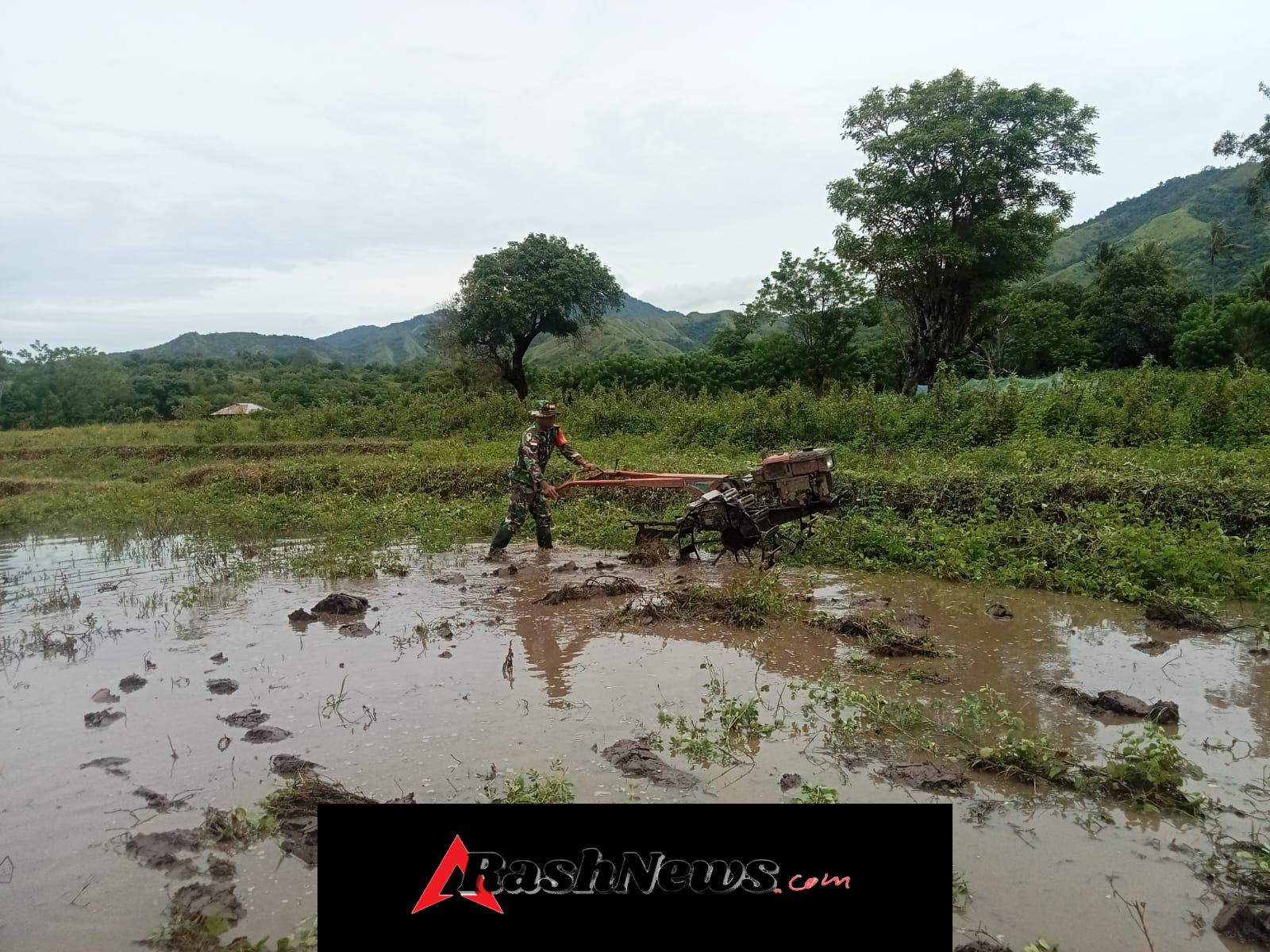 Wujud Kepedulian TNI, Babinsa Karera Turun Langsung Bantu Petani