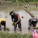TNI Bukan Hanya Pengaman, Babinsa Menjadi Penyemangat Petani di Insana Tengah