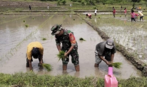 TNI Bukan Hanya Pengaman, Babinsa Menjadi Penyemangat Petani di Insana Tengah