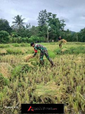 Semangat Kebersamaan, Babinsa Tabundung Dampingi Petani Pasca Panen