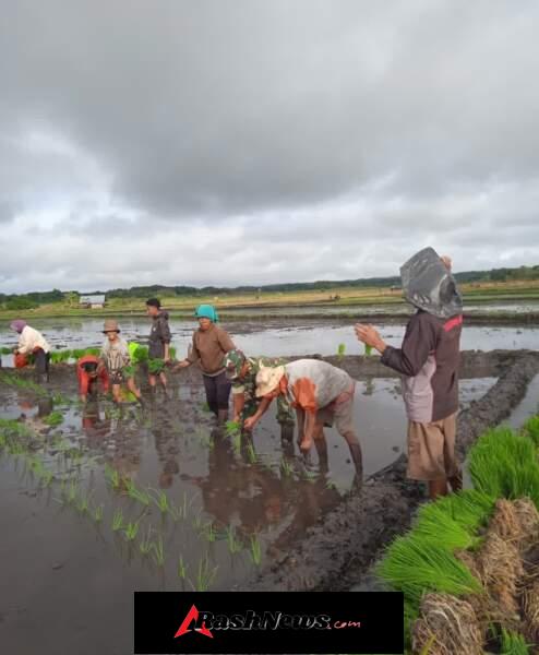Pendampingan Hanpangan, Babinsa Turun Langsung ke Sawah di Katala Hamu Lingu