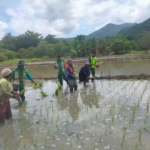 Perkuat Kemanunggalan TNI–Rakyat, Babinsa Maurole Terjun Langsung Tanam Padi Sawah