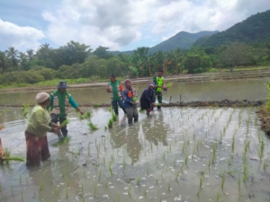 Perkuat Kemanunggalan TNI–Rakyat, Babinsa Maurole Terjun Langsung Tanam Padi Sawah