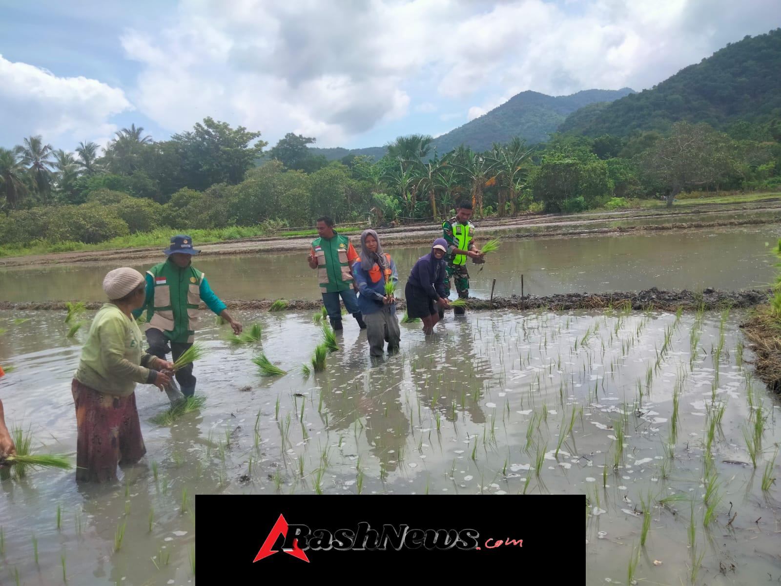 Perkuat Kemanunggalan TNI–Rakyat, Babinsa Maurole Terjun Langsung Tanam Padi Sawah