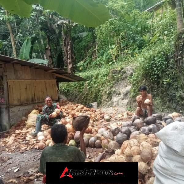 Sertu M. Jaini Dampingi Warga Desa Billa Olah Kelapa Jadi Kopra