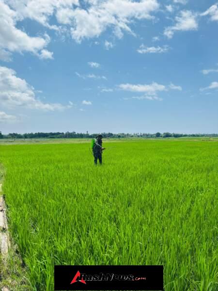 Babinsa Koramil 03/Pahunga Lodu Aktif Bantu Penyemprotan Padi Milik Warga