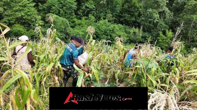 Aksi Nyata Yonarmed 12 Kostrad Wujudkan Swasembada Pangan di Kobalima Timur