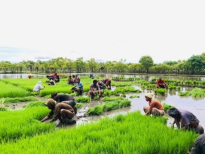 Kebersamaan TNI dan Rakyat, Babinsa Karera Gotong Royong Bersama Petani