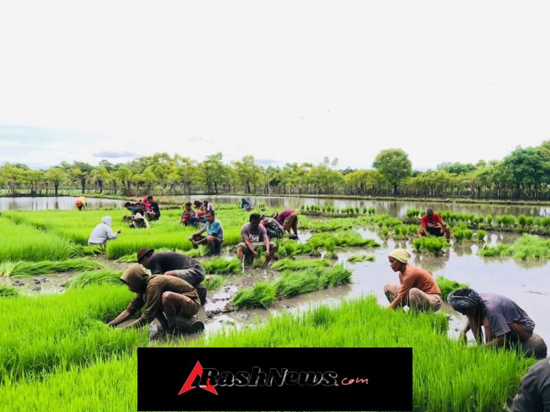 Kebersamaan TNI dan Rakyat, Babinsa Karera Gotong Royong Bersama Petani
