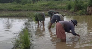 Dari Sawah untuk Negeri, Babinsa Ponu Dorong Semangat Petani Lokal