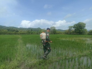 Babinsa Koramil Karera Bantu Warga Binaan Perawatan Tanaman Padi
