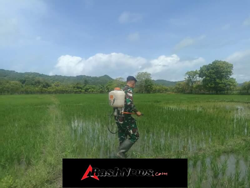 Babinsa Koramil Karera Bantu Warga Binaan Perawatan Tanaman Padi