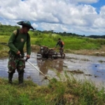 Wujud Dukungan Ketahanan Pangan, Babinsa Kondamara Turun Langsung Dampingi Petani