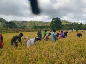 Sinergi TNI dan Pemuda Gereja di Alor Timur Laut Tingkatkan Ketahanan Pangan