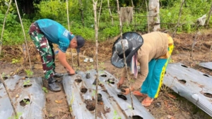Yonarmed 12 Kostrad Hadir di Kebun Warga, Wujudkan Sinergi di Perbatasan