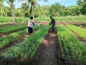 Serka Tobias Madde Ajak Warga Manfaatkan Lahan untuk Tanaman Sayur