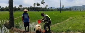 Aksi Inspiratif Babinsa di NTT, Turun ke Sawah Demi Kesejahteraan Warga