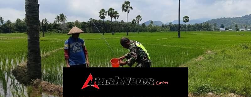 Aksi Inspiratif Babinsa di NTT, Turun ke Sawah Demi Kesejahteraan Warga