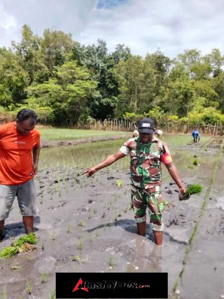 Wujud Kepedulian Babinsa, Dampingi Petani Tanam Padi di Pahunga Lodu