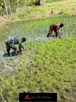 Pendampingan Babinsa Tingkatkan Semangat Petani Mengelola Sawah di Alor