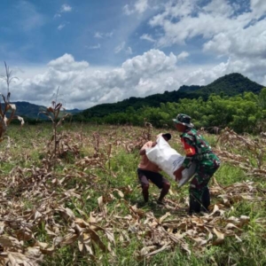 Aksi Nyata Babinsa, Pendampingan Panen Jagung di Poktan Naga Mas Dapat Apresiasi