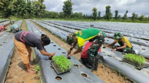 Yonarmed 12 Kostrad Perkuat Hanpangan, Kolaborasi Tanam Tomat di Desa Takirin