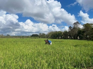 Babinsa Koramil 1601-02 Rindi Umalulu Pantau Sawah dan Ketersediaan Air