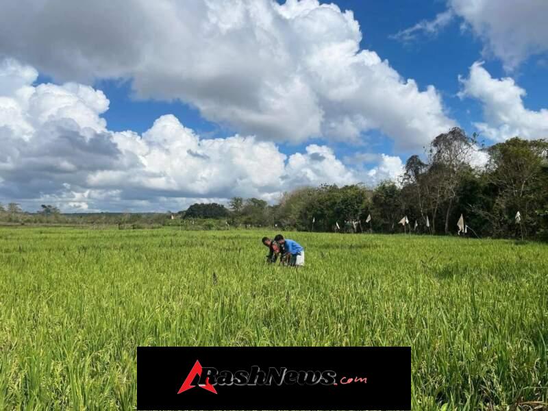 Babinsa Koramil 1601-02 Rindi Umalulu Pantau Sawah dan Ketersediaan Air