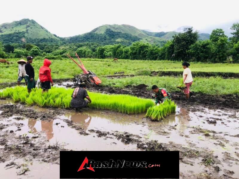 Babinsa Hezron Wora Aktif Dampingi Warga dalam Kegiatan Pertanian