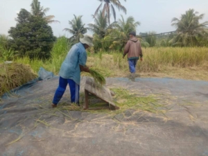 Tingkatkan Produktifitas Dan Kesejahteraan Petani, Babinsa Aan Dampingi Petani Panen Padi